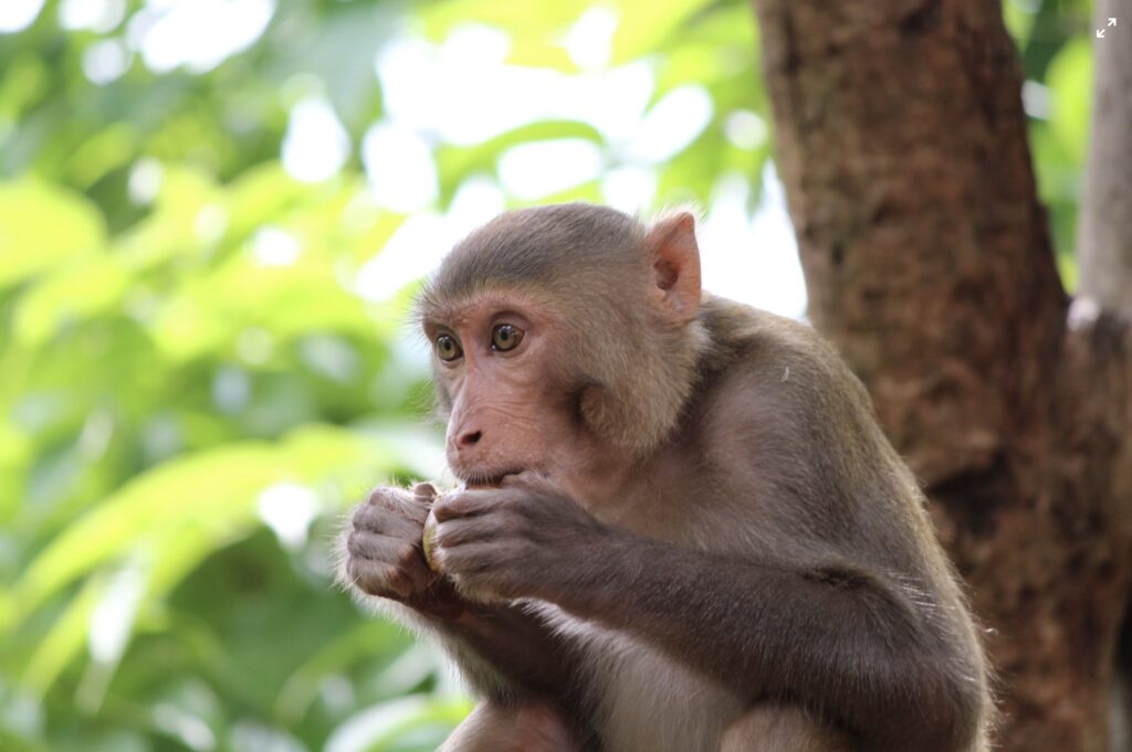 Who wants to be a monkey [Part –I] – Blog Site of KIIT School of ...