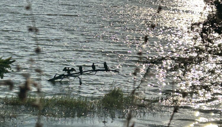 BIRD Sanctuary 1