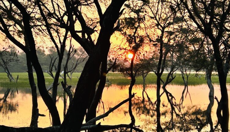BIRD Sanctuary 5
